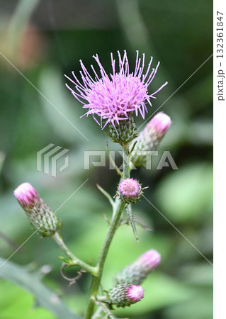 ノアザミ Japanese thistle ノアザミ Japanese thistle 132361847