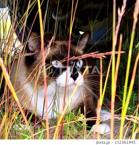 A beautiful Siamese-patterned cat with bright blue eyes is crouching low on the ground, concealed by tall, golden, and reddish grasses while looking out from underneath a parked car. A beautiful Siamese-patterned cat with bright blue eyes is crouching low on the ground, concealed by tall, golden, and reddish grasses while looking out from underneath a parked car. 132361945