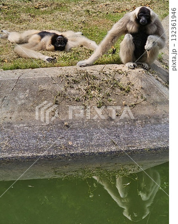 Two creamy-white gibbons with dark black faces are relaxing by a concrete ledge over a pool of water, one lying down and the other sitting. 132361946