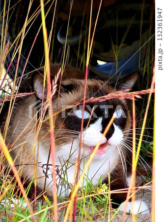 A beautiful, striking Siamese-mix cat with mesmerizing blue eyes is hiding patiently beneath a vehicle, partially obscured by tall, colorful blades of grass. A beautiful, striking Siamese-mix cat with mesmerizing blue eyes is hiding patiently beneath a vehicle, partially obscured by tall, colorful blades of grass. 132361947