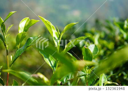 Vibrant Young Tea Leaves on a Tea Bush 132361948