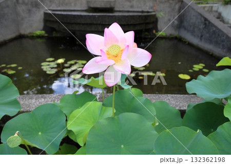ハスの花 ハスの花 132362198