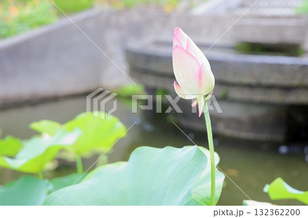 ハスの花 蕾 ハスの花 蕾 132362200