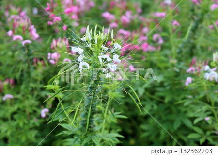 可愛い クレオメの花 可愛い クレオメの花 132362203