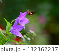 キキョウの蜜を求めて飛来したホシホウジャク 132362237