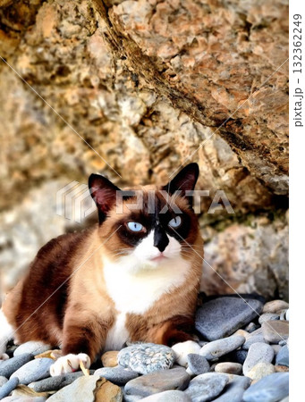 A beautiful, composed Siamese-patterned cat is resting comfortably on a pile of smooth gray and brown pebbles against a rough, rocky cliff background. 132362249