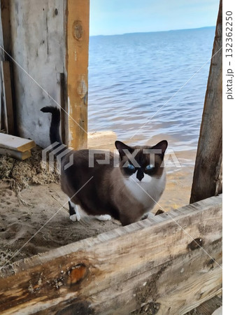 A striking Siamese-mix cat with piercing blue eyes is standing under a rustic wooden shack opening, looking out over the calm blue water of a lake. 132362250