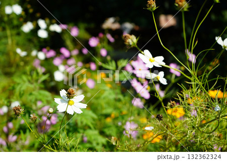 Blooming White Cosmos in a Colorful Wildflower Meadow Blooming White Cosmos in a Colorful Wildflower Meadow 132362324