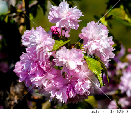 Beautiful pink cherry blossom, Sakura flowers branch Beautiful pink cherry blossom, Sakura flowers branch 132362360