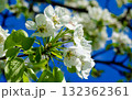 White pear flowers against the sky 132362361