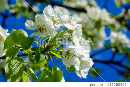White pear flowers against the sky 132362361
