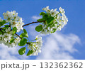 White pear flowers against the sky 132362362
