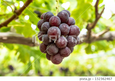 サニールージュのぶどう狩り　葡萄畑　宮城県仙台市 132362467