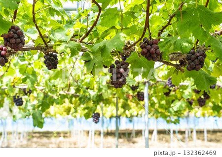 サニールージュのぶどう狩り　葡萄畑　宮城県仙台市 132362469
