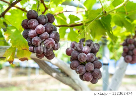 サニールージュのぶどう狩り　葡萄畑　宮城県仙台市 132362474