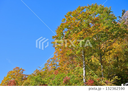 青空バックに映える紅葉 132362590