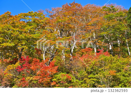 紅葉する木々 紅葉する木々 132362593
