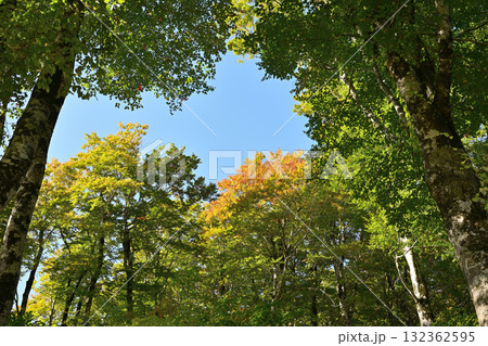 紅葉した木々 132362595