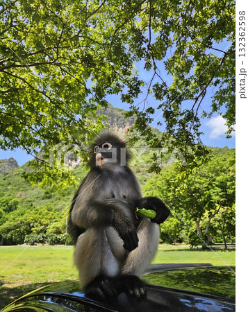 A striking dusky leaf monkey with fluffy black and gray fur is sitting on a black car roof, looking around while holding a green vegetable in a mountain landscape. A striking dusky leaf monkey with fluffy black and gray fur is sitting on a black car roof, looking around while holding a green vegetable in a mountain landscape. 132362598