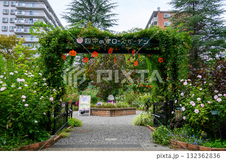 東京都練馬区　四季の香ローズガーデン　秋バラの季節 132362836