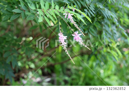 爽やか ニワフジの花 爽やか ニワフジの花 132362852
