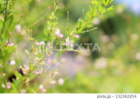 秋の七草　ハギの花 132362854