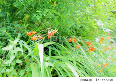 ノカンゾウの花 132362856