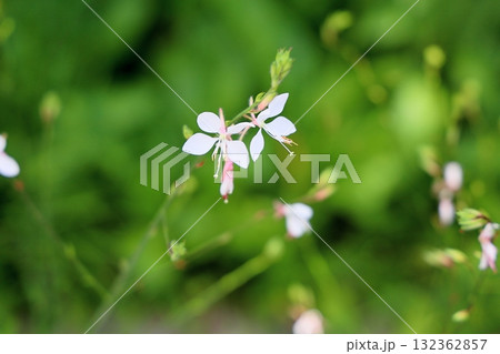 爽やか ガウラの花 爽やか ガウラの花 132362857