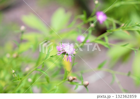 ケンタウレアヤセアの花 132362859