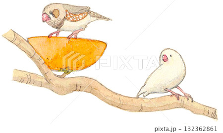 木の枝に止まる錦華鳥と白文鳥 132362861