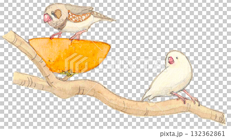 木の枝に止まる錦華鳥と白文鳥 132362861