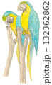 木に止まる二羽のルリコンゴウインコ 132362862