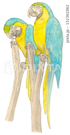木に止まる二羽のルリコンゴウインコ 木に止まる二羽のルリコンゴウインコ 132362862