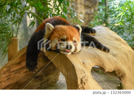 大きな木の上でくつろぐレッサーパンダ 大きな木の上でくつろぐレッサーパンダ 132363000