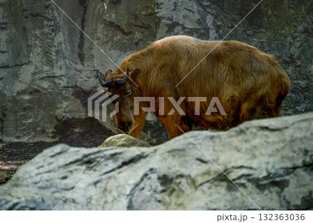 岩場に住むゴールデンターキン 132363036