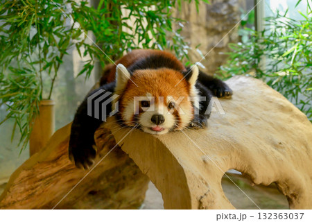 大きな木の上でくつろぐレッサーパンダ 132363037