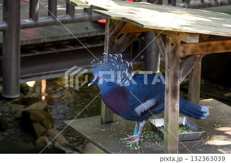 バードゲージのオオギバト 132363039