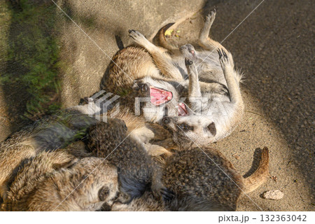 じゃれ合うミーアキャット じゃれ合うミーアキャット 132363042