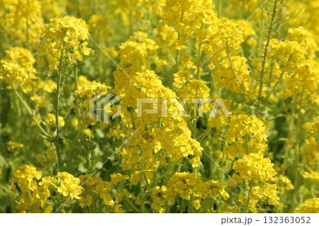菜の花 132363052