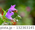 キキョウの蜜を求めて飛来したホシホウジャク 132363145