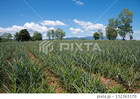 Scenery view of pineapples plantation field in rural Thailand. Pineapples are tropical fruits that are rich in vitamins, enzymes and antioxidants. They may help boost the immune system. Scenery view of pineapples plantation field in rural Thailand. Pineapples are tropical fruits that are rich in vitamins, enzymes and antioxidants. They may help boost the immune system. 132363170