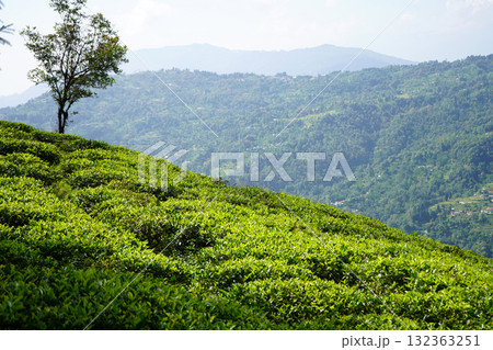 Tea Plantation Hillside with Single Tree and Valley Vista in Kalimpong Tea Plantation Hillside with Single Tree and Valley Vista in Kalimpong 132363251