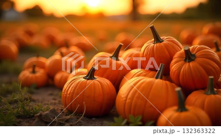 Pumpkins in a field at sunset, surrounded by...のイラスト素材 [132363322] - PIXTA