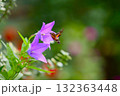 キキョウの蜜を吸うホシホウジャク 132363448