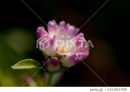 信濃川・やすらぎ堤の溝蕎麦(みぞそば) 132363709