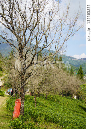 Bare Winter Trees and Lush Green Tea Bushes on a Hillside 132363823