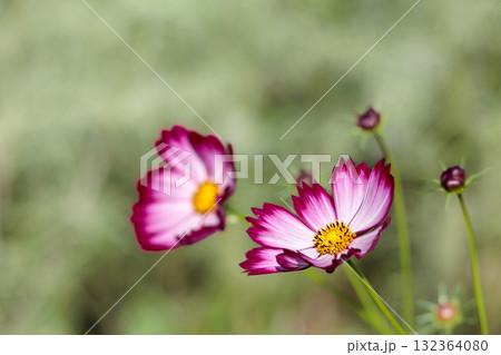 秋の風に踊る妖精のように揺れる色とりどりのコスモスの花たち 132364080