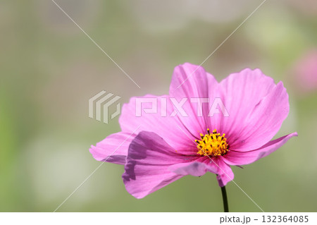 秋の風に踊る妖精のように揺れる色とりどりのコスモスの花たち 132364085