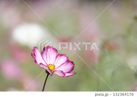 秋の風に踊る妖精のように揺れる色とりどりのコスモスの花たち 秋の風に踊る妖精のように揺れる色とりどりのコスモスの花たち 132364170