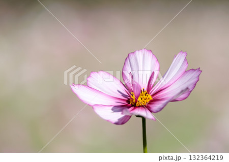 秋の風に踊る妖精のように揺れる色とりどりのコスモスの花たち 132364219